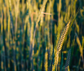 Image showing Green barley ears