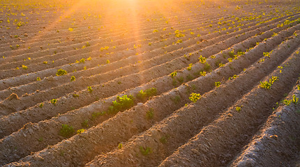 Image showing Agricultural plants on field with sunlight