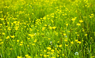 Image showing Bright flowers