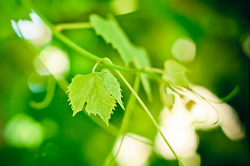 Image showing Grape leaf 