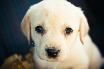 Image showing Labrador retriever puppy