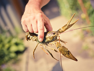 Image showing The crawfish in hand