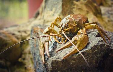 Image showing The crawfish on a stone