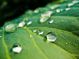 Image showing Water drops on the fresh green leaf