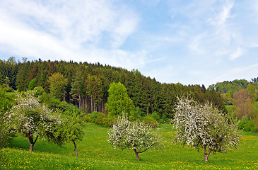 Image showing Trees in Spring