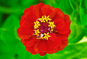 Image showing Red Zinnia