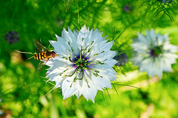 Image showing Cumin Flower