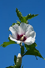 Image showing White Hibiscus