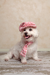 Image showing Cute dog wearing hat and scarf