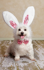 Image showing Puppy dog wearing bunny rabbit ears costume