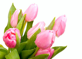 Image showing Tulips