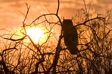 Image showing Great Horned Owl