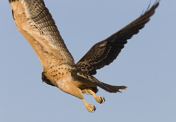 Image showing Swainson Hawk in flight