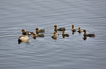 Image showing Waterhen Babies