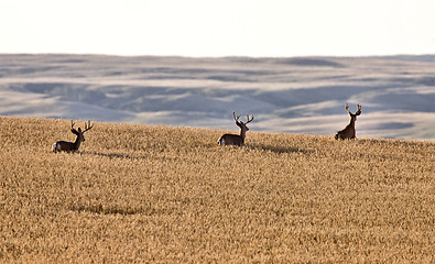 Image showing Mule Deer in Wheat Field