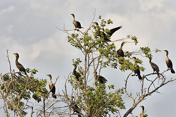 Image showing Cormorants in tree Saskatchewan