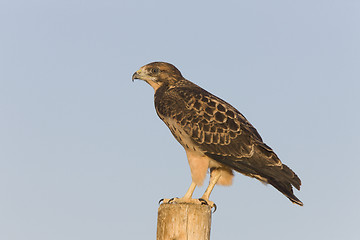 Image showing Swainson Hawk on Post