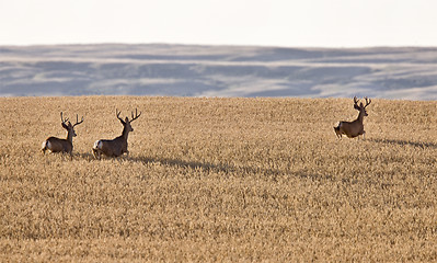 Image showing Mule Deer in Wheat Field