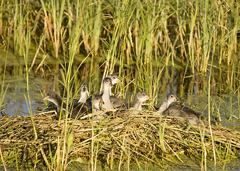 Image showing Waterhen Babies