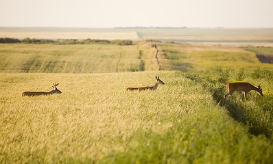 Image showing Deer in a field