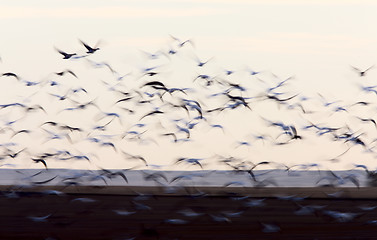 Image showing Blurred Image Snow Geese panned