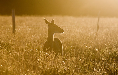 Image showing Deer in a field