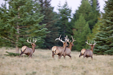 Image showing Elk in Cypress Hills Alberta