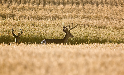 Image showing Mule Deer in Wheat Field