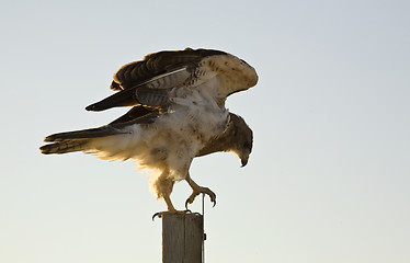 Image showing Swainson Hawk on Post