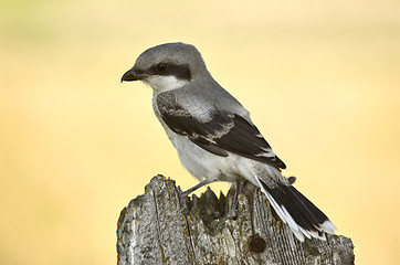 Image showing Gray Grey Jay Young