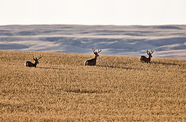 Image showing Mule Deer in Wheat Field