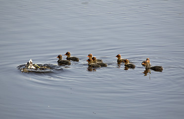 Image showing Waterhen Babies