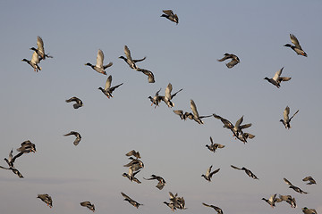 Image showing Ducks in Flight