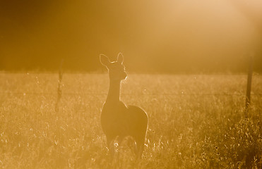 Image showing Deer in a field