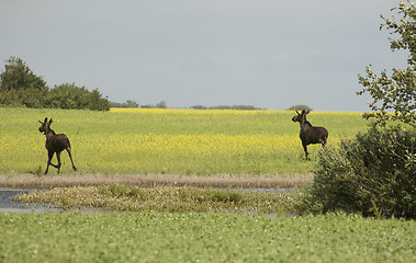 Image showing Young Bull Moose