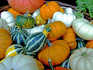 Image showing Background of pumpkins