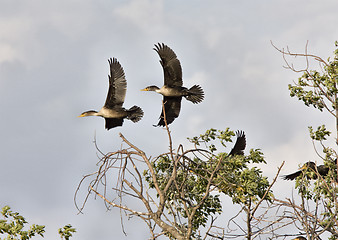 Image showing Cormorants in tree Saskatchewan