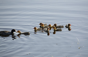 Image showing Waterhen Babies