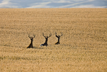 Image showing Mule Deer in Wheat Field