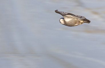 Image showing Snowy Owl in Flight