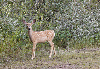 Image showing Deer in a field