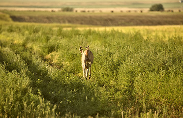 Image showing Deer in a field