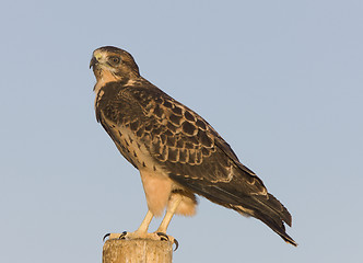 Image showing Swainson Hawk on Post