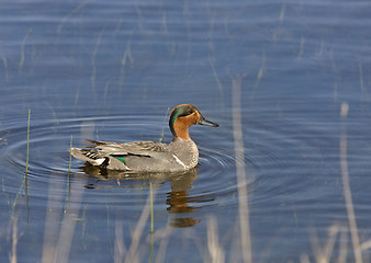 Image showing Green Winged Teal