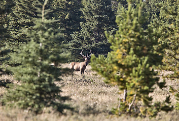 Image showing Elk in Cypress Hills Alberta