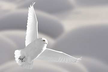 Image showing Snowy Owl in Flight