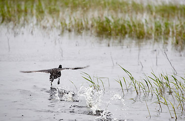 Image showing Duck taking off