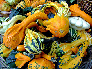 Image showing Bunch of pumpkins