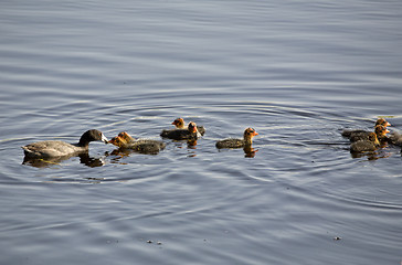 Image showing Waterhen Babies