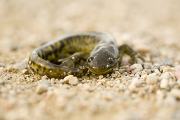 Image showing Close up Tiger Salamander